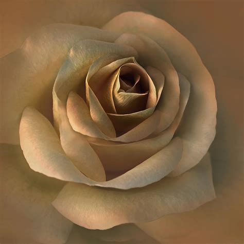 The Bronze Rose Flower Photograph By Jennie Marie Schell Fine Art America