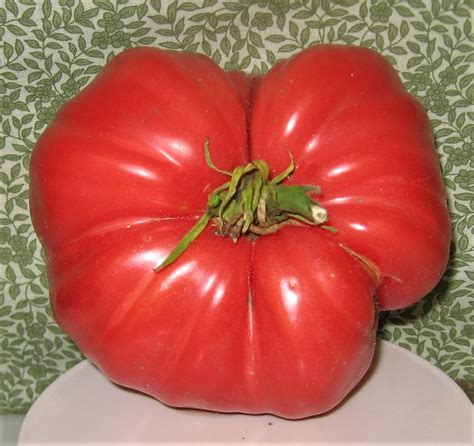 Polish Giant Beefsteak Heirloom Giant Tomato Seeds Etsy