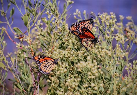Gallery Monarch Butterfly Festival St Marks National Wildlife Refuge