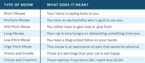 Why Is My Cat Excessively Meowing All Kinds Veterinary Hospital