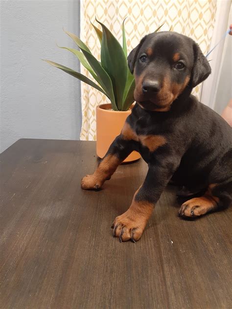 Doberman Puppies San Diego Doberman Pinscher Puppies For Sale San