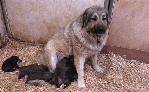 Male and female caucasian puppies for sale * puppies are very fluffy and hairy * puppies have been dewormed and vaccinated * puppies are flea and tick. Caucasian Shepherd for Sale / Russian Dog