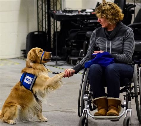 Service Dogs In Training Helping Paws