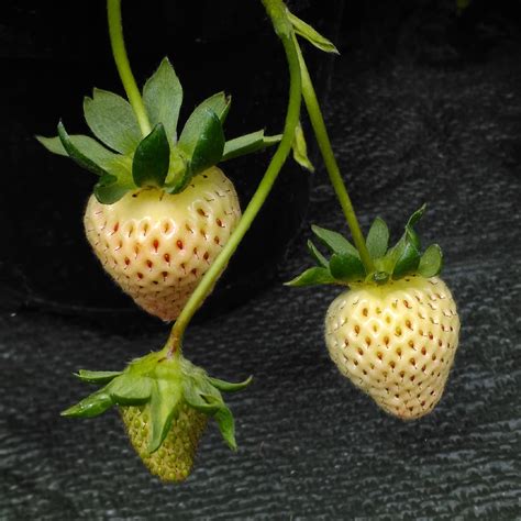 Fragaria X Ananassa Finesse Strawberry Finesse In Gardentags Plant