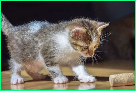 Tips ini untuk kucing yang sudah berumur atau dewasa (lebih dari 3 bulan), bukan untuk anak kucing bahkan anak kucing yang baru lahir. Makanan untuk Anak Kucing Umur 1 Bulan - Ekor9.com