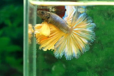Note:the information in this care sheet is not a substitute for veterinary care. How to Take Care of a Betta Fish - Pet Life Today