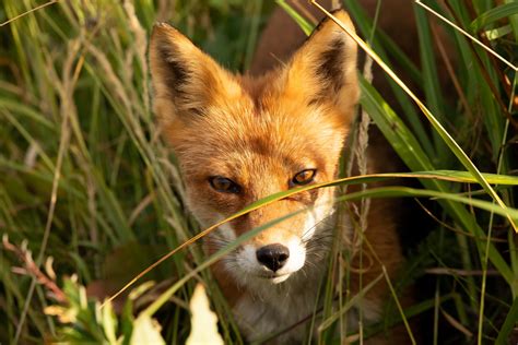 Red Fox Closeup Free Stock Photo Public Domain Pictures