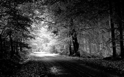 Leaves Dirt Road Old Landscape Germany Morning Monochrome Trees