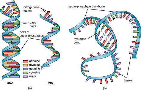 Structure And Function Of Rna · Microbiology