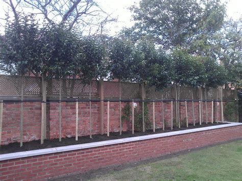 A Brick Wall With Several Trees Growing On It