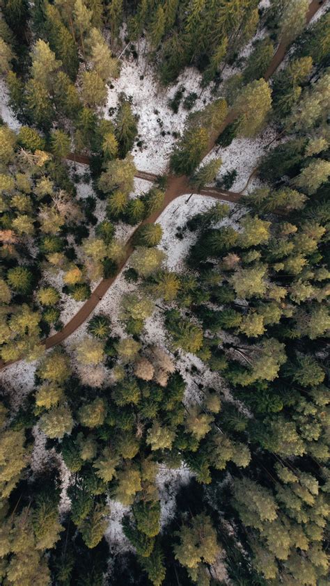 Download Wallpaper 2160x3840 Forest Paths Aerial View Trees Snow