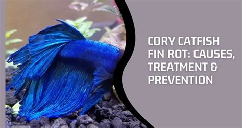 Cory Catfish Fin Rot Causes Treatment And Prevention