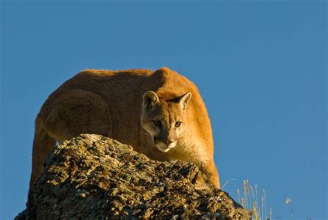 Wildlife Facts North American Cougar