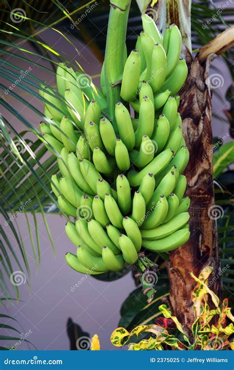 Tropical Bananas Hanging On Tr Royalty Free Stock Photo Image 2375025
