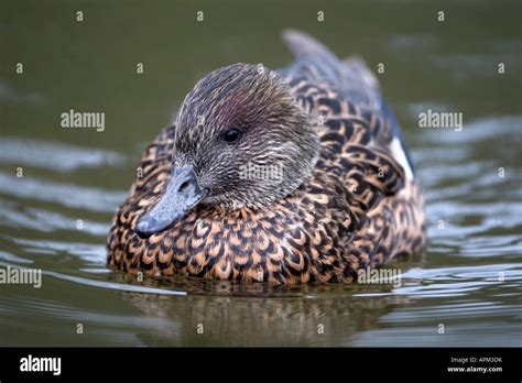 Falcated Duck Anas Falcata Hi Res Stock Photography And Images Alamy