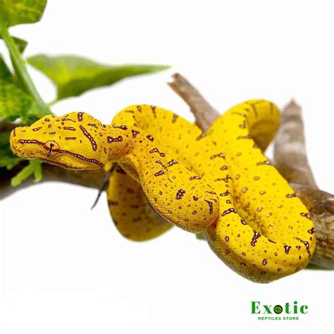 Baby Manokwari Green Tree Python Exotic Reptiles Store