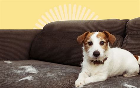 Manage And Minimize Your Pets Shedding Better Homes And Gardens