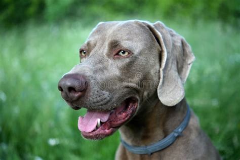 The Portrait Dog Breed Weimaraner Stock Image Image Of Muzzle Pets