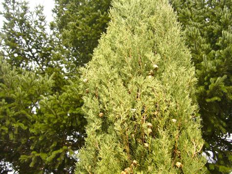 Italian Cypress Tree Seeds Cupressus Sempervirens