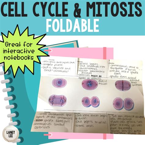 Cell Cycle And Mitosis Foldable Laney Lee