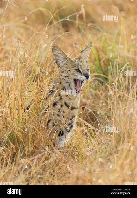 Female Serval Leptailurus Serval Yawning In The Long Grass Masai