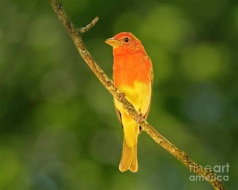 Juvenile Summer Tanager Photograph By Gary Walker Fine Art America