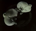 Mike Patton & Jean-Claude Vannier: Corpse Flower (CD) – jpc