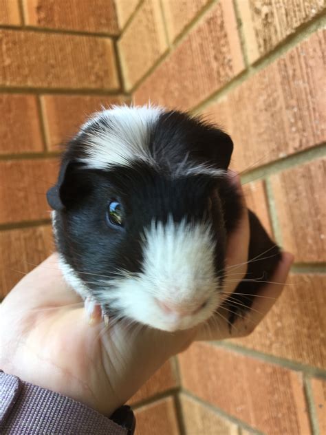 Den Male Short Hair Crested Guinea Pig In Nsw Petrescue