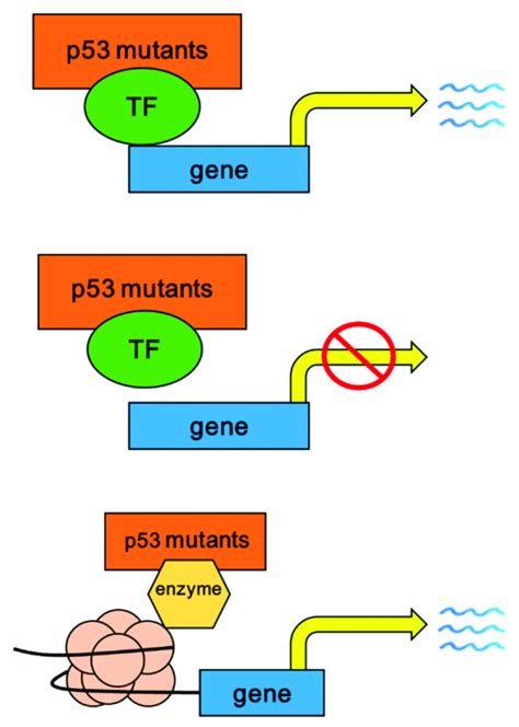 Step By Step Describe The Consequences Of P53 Gene Mutation
