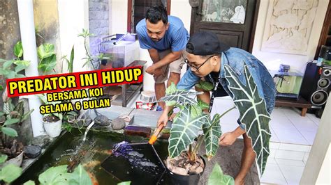 EVAKUASI IKAN PREDATOR HIDUP BERSAMA IKAN KOI SAMPAI UKURAN JUMBO 45