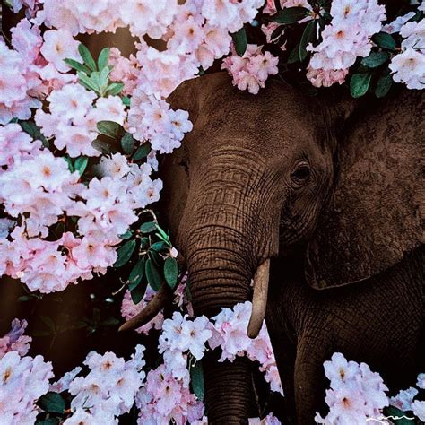 Elephant Spring Flowers Wallpapers Wallpaper Cave