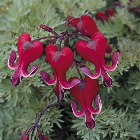 Get more from the classic perennial, bleeding heart! Burning Hearts Bleeding Heart from Park Seed