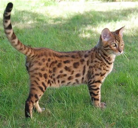 How Long Do Cats Tails Grow Bengal Cat Care