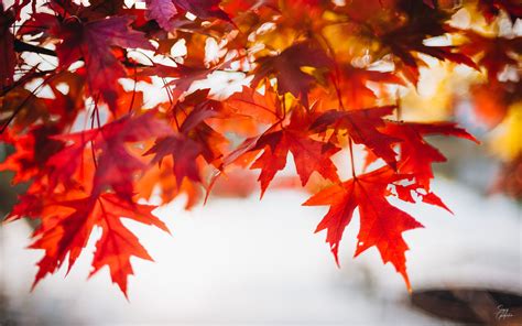 Download Wallpaper 3840x2400 Leaves Maple Blur Branch Macro Autumn