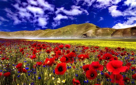 Aesthetic Red Flower Field Wallpapers Wallpaper Cave