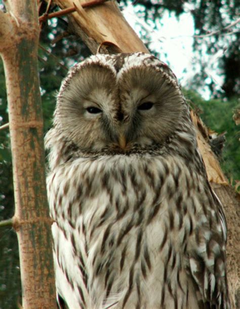 Facts About Owls In North Carolina Hunker