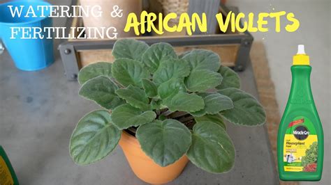 Watering Fertilizing African Violet Using Miracle Gro Houseplant