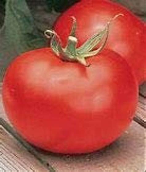 Tomato Seed Better Boy Hybrid Tomato Seed 35 Seed Count Etsy Canada