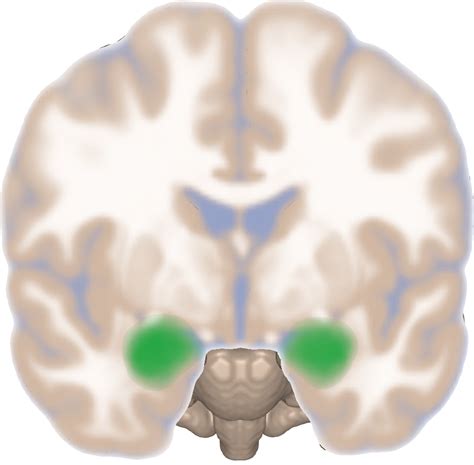 Fileamygdala Frontal Viewpng Wikimedia Commons