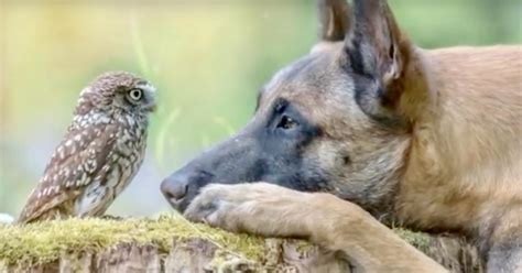 Photographer Takes Pictures Of Unlikely Friendship Between Ingo The Dog