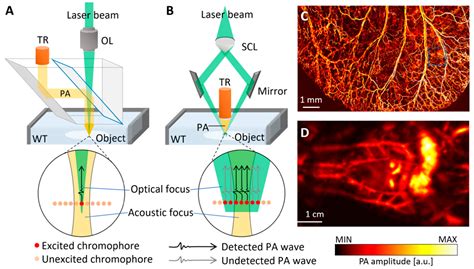 Biomedicines Free Full Text Recent Trends In Photoacoustic Imaging