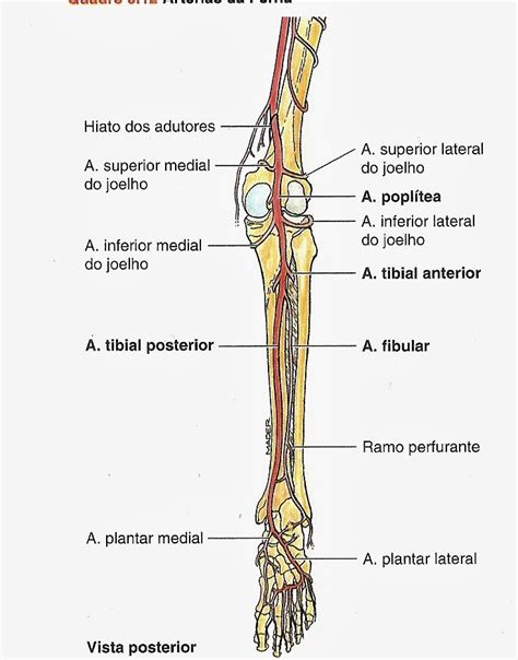 Sos PÉ DiabÉtico Anatomia Arterial Da Perna E Do PÉ