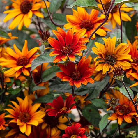 Bleeding Hearts Heliopsis Shop Wildflowers Spring Hill