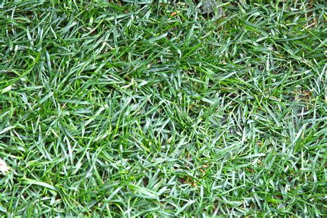 The 3 Best Grass Types For Your Denver Lawn Lawnstarter