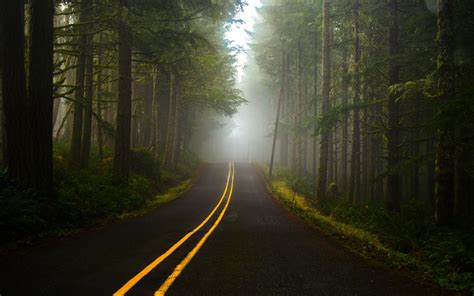 Fog Forest Road Wallpapers Hd Desktop And Mobile