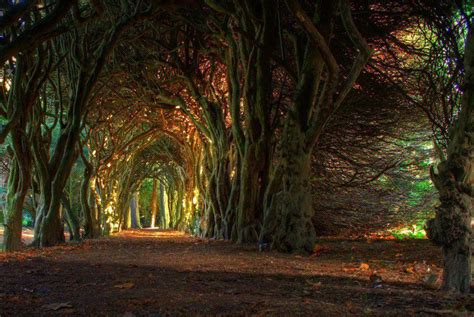 23 Most Beautiful Tree Tunnels In The World Its