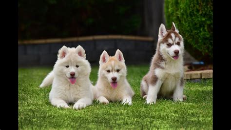 Beautiful Siberian Husky Puppies Now All Sold Youtube