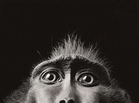 Las Fotos Mas Alucinantes Miradas De Monos Graciosas