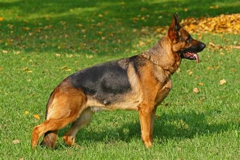 German Shepherds Health History Appearance Temperament And Maintenance