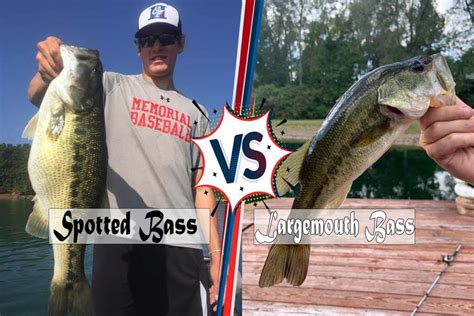Spotted Vs Largemouth Bass The Complete Guide Ouachita